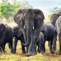 Trefl African Elephants Puzzle Adults - 1000 Pieces - Image 2
